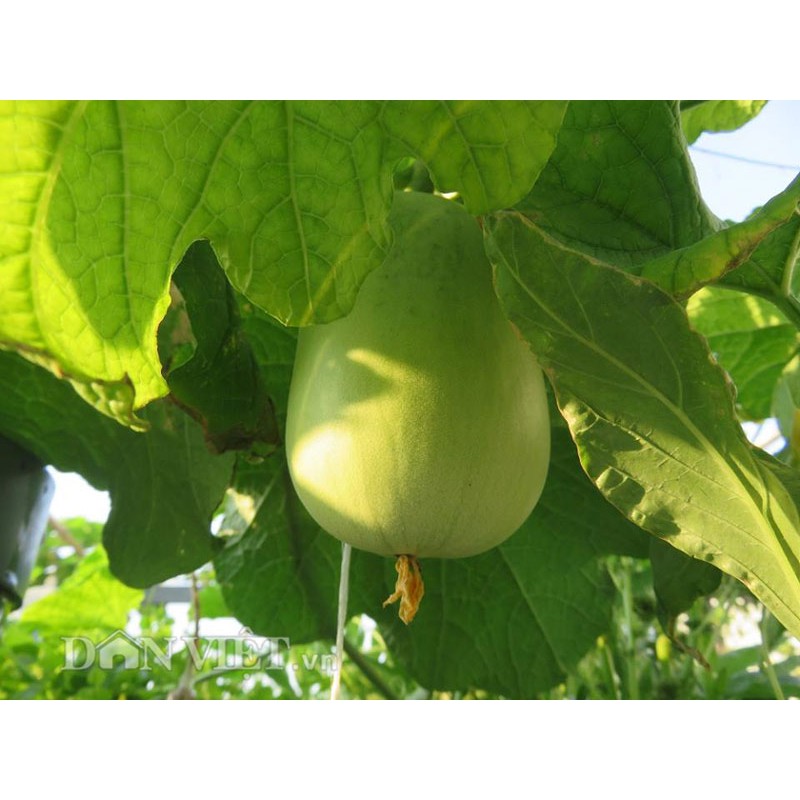 Hạt Giống Bầu Trái Tròn (1 gam ~ 10 hạt) Sai Trái, Chịu Nhiệt, Dễ Trồng