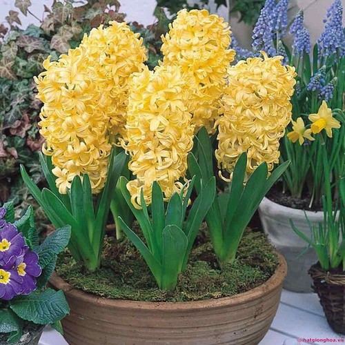 Củ giống hoa tiên ông vàng- 1 củ