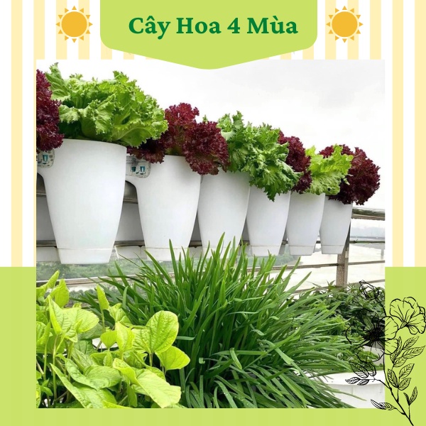 COMBO 5 Chậu nhựa trồng cây hoa kẹp lan can ban công cực xinh