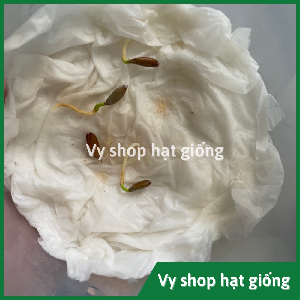 Hạt giống chúc Thái - chanh não gói 5 hạt