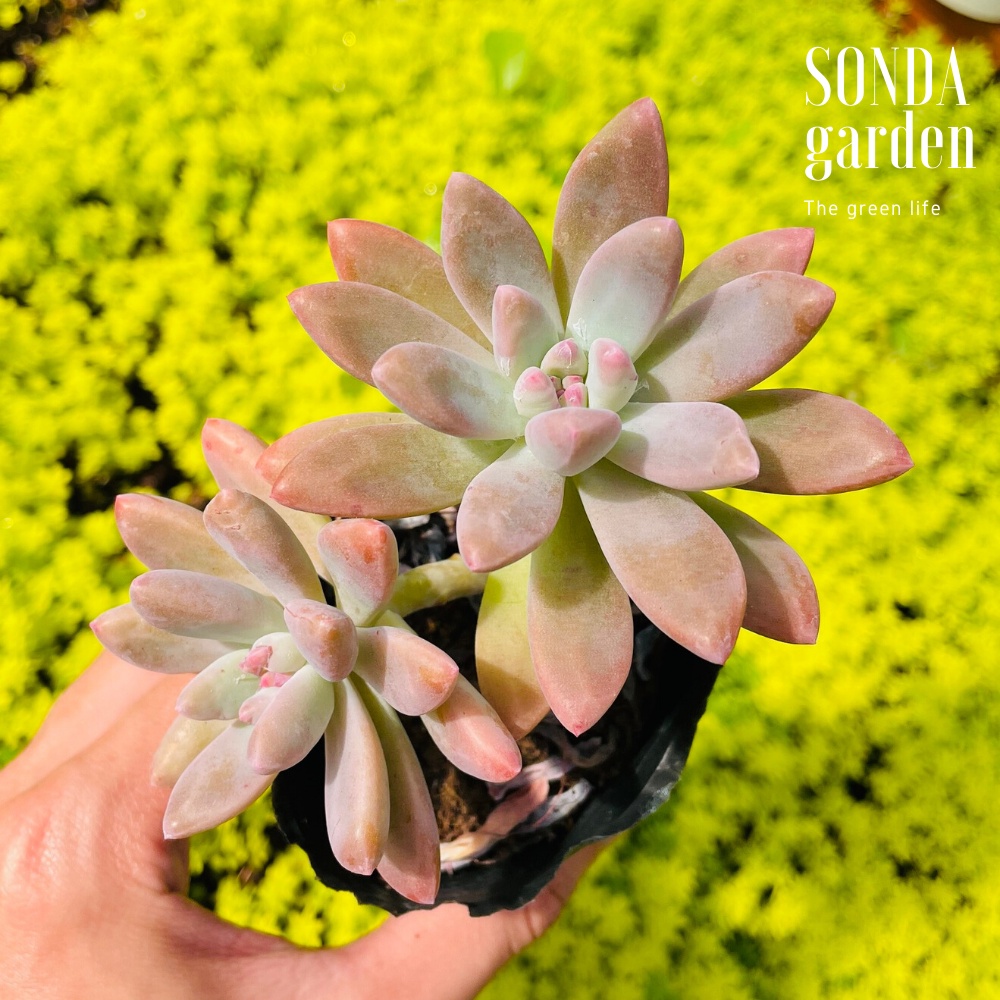 SEN ĐÁ PHA LÊ SIZE BÉ SIÊU KHOẺ ĐẸP LỖI 1 ĐỔI 1
