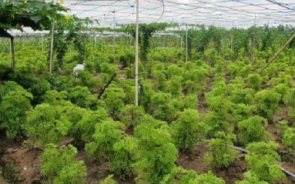 combo 10 cây đinh lăng giống nếp lá nhỏ ( mua 10 cây tăng 1 cây )