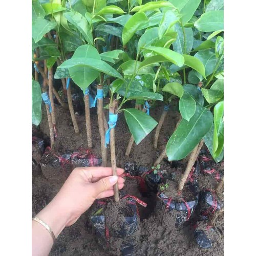 Mẵng cầu gai giống cây+ tặng 2 cây quế giống