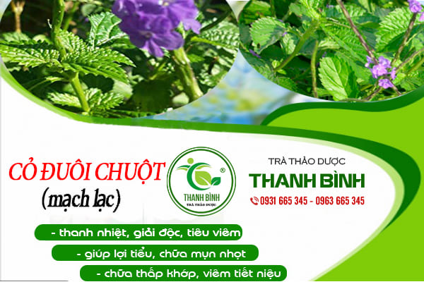 Cây Cỏ Đuôi Chuột ( Cây Mạch Lạc ) 1Kg - Thảo Dược Thanh Bình