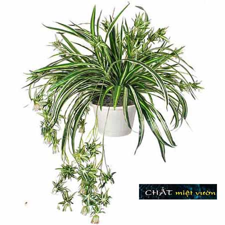 Cỏ mẫu tử giống - cỏ lan chi giống (viền xanh gân trắng)