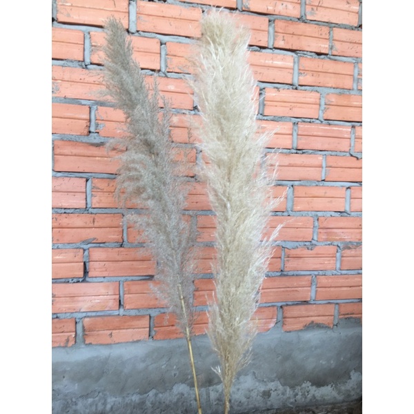 cỏ lau khô nhập khẩu