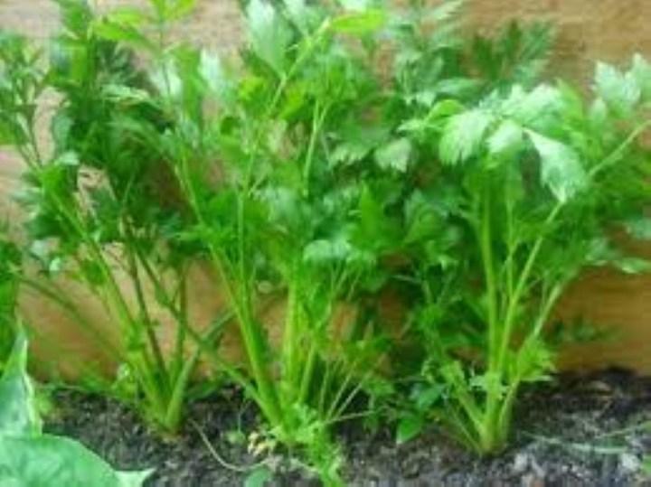 Gói 5gr hạt giống rau cần tây