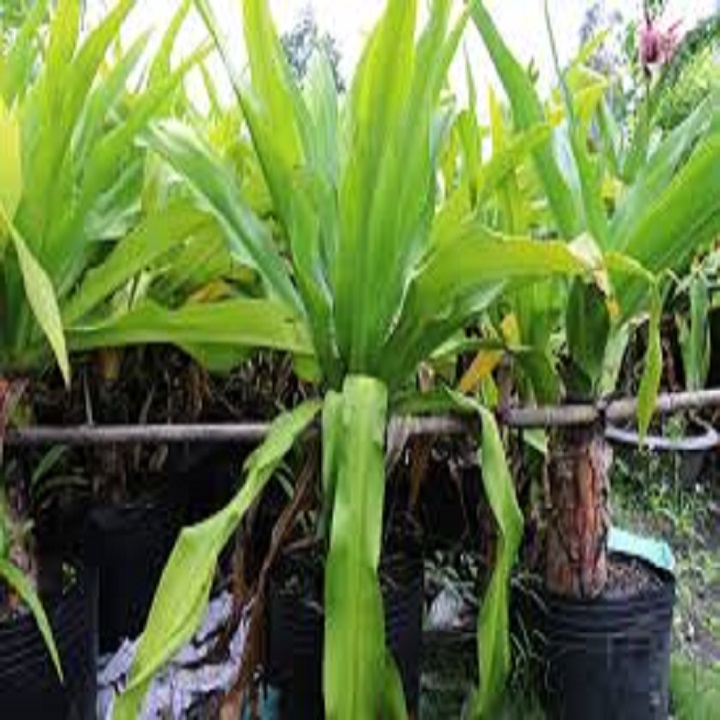Cây Đại Tướng Quân