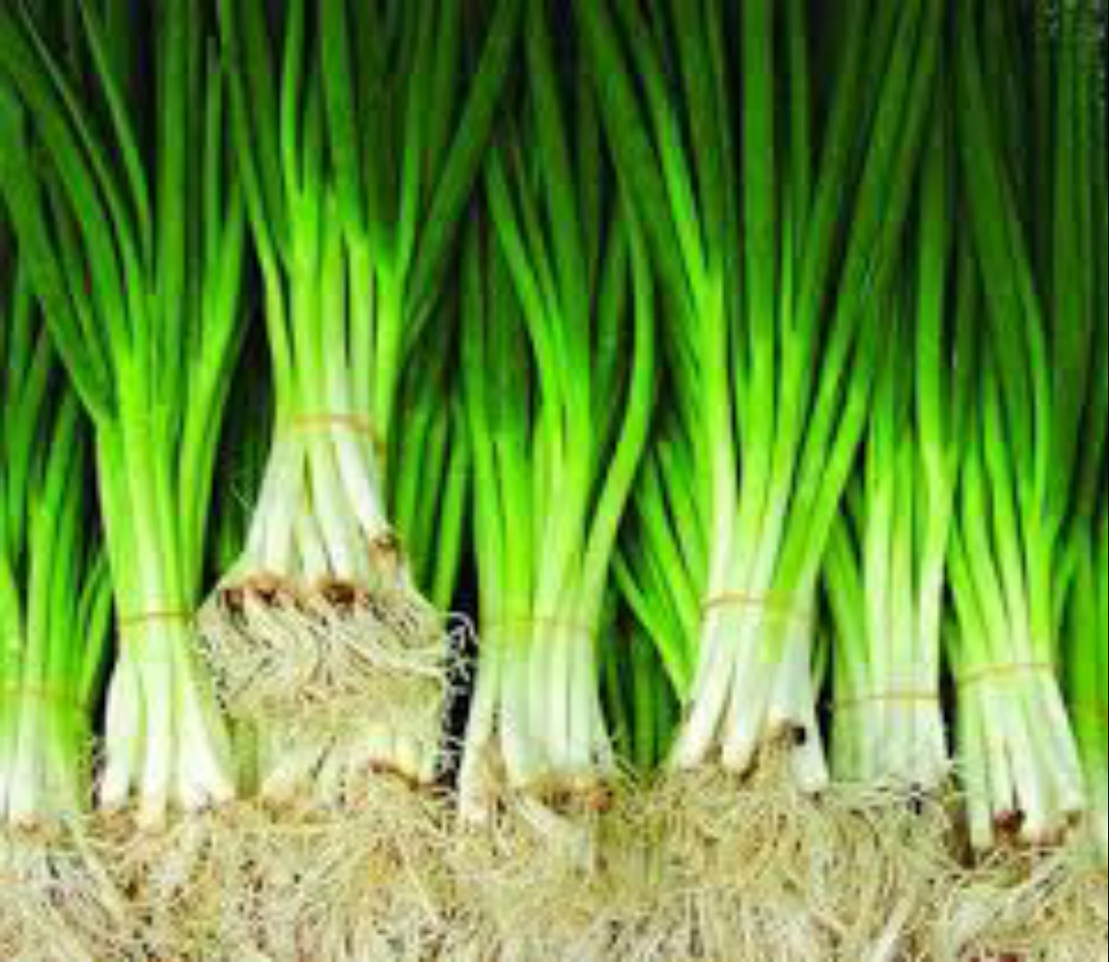 Hạt Giống Hành Lá Cao Sản F1. Túi 2 Gram. Rất Dễ Trồng - Năng Xuất Cao - Kèm Quà