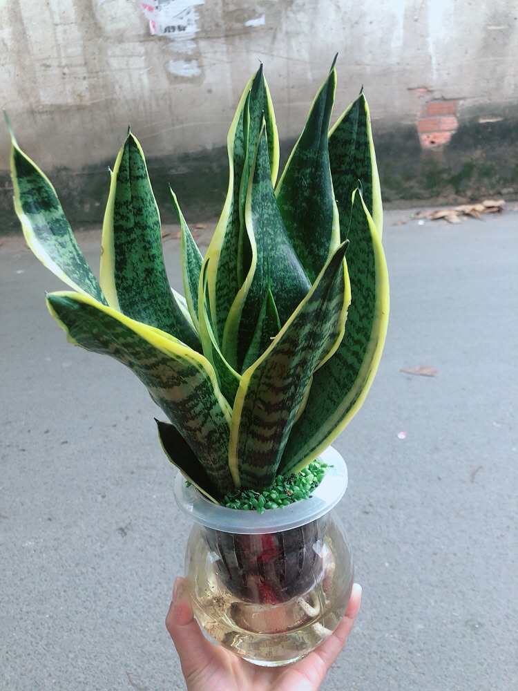 [HCM]Chậu Lưỡi Hổ Vàng Thuỷ Canh