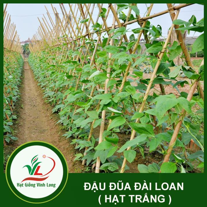 Hạt giống Đậu đũa Đài Loan hạt trắng RD 759 -  20g