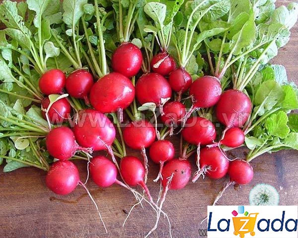 1Gr Hạt Giống Củ Cải Đỏ Cherry (A1.205| G10*W64*M211)