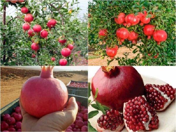 Cây giống lựu lùn