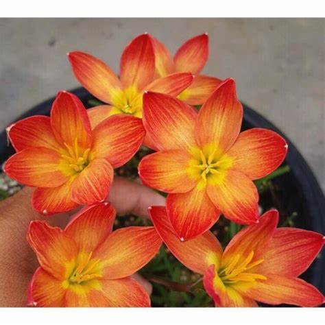 CỦ HUỆ MƯA NGOAI KÉP NHIỀU MÀU HOA( ĐỦ MÀU)