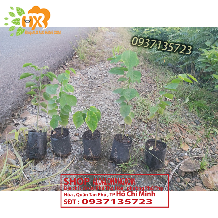 [HCM]combo 5 cây giáng hương cây giống
