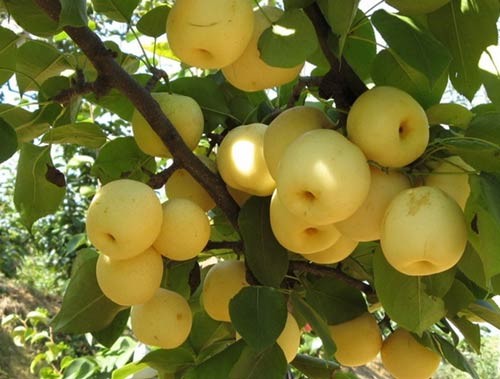 CÂY GIỐNG LÊ VÀNG + Tặng 2 Cây Quế Giống