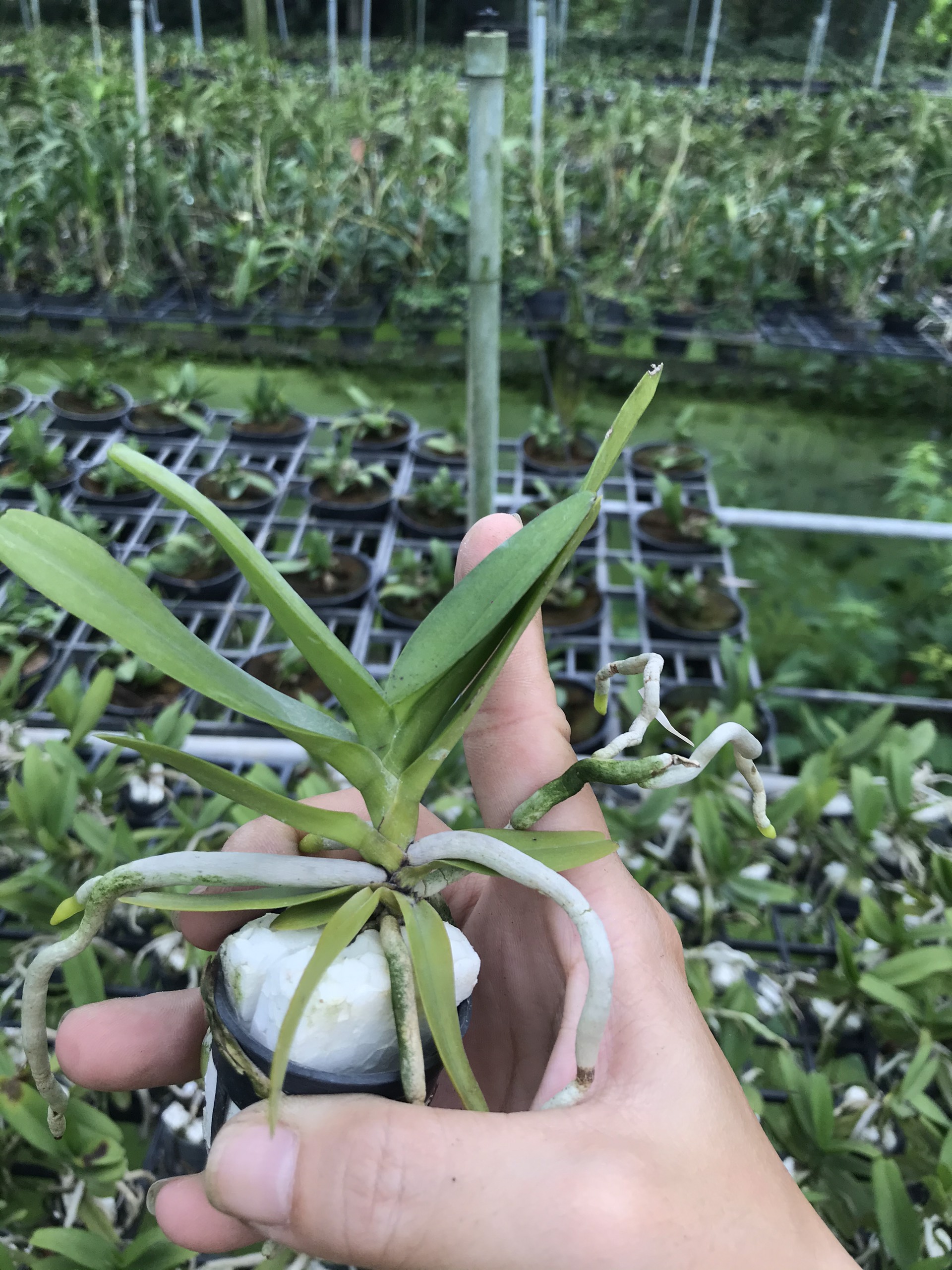 Combo 2 cây Hoàng nhạn tháng 8 cây giống
