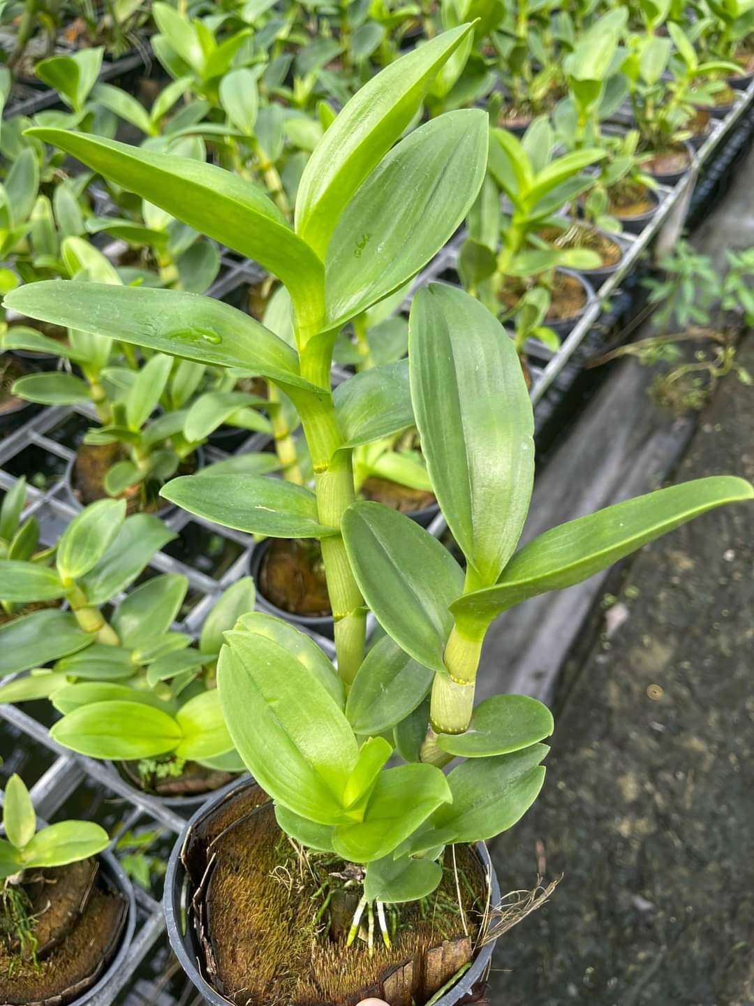 DENRO PHƯỢNG HOÀNG HỒNG