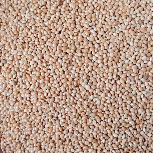 Hạt Kê Lọ 100g Thức ăn cho Hamster - Gia đình hamter