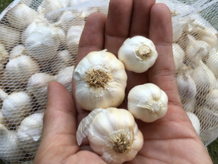tỏi ta tép to thơm ngon dễ bóc