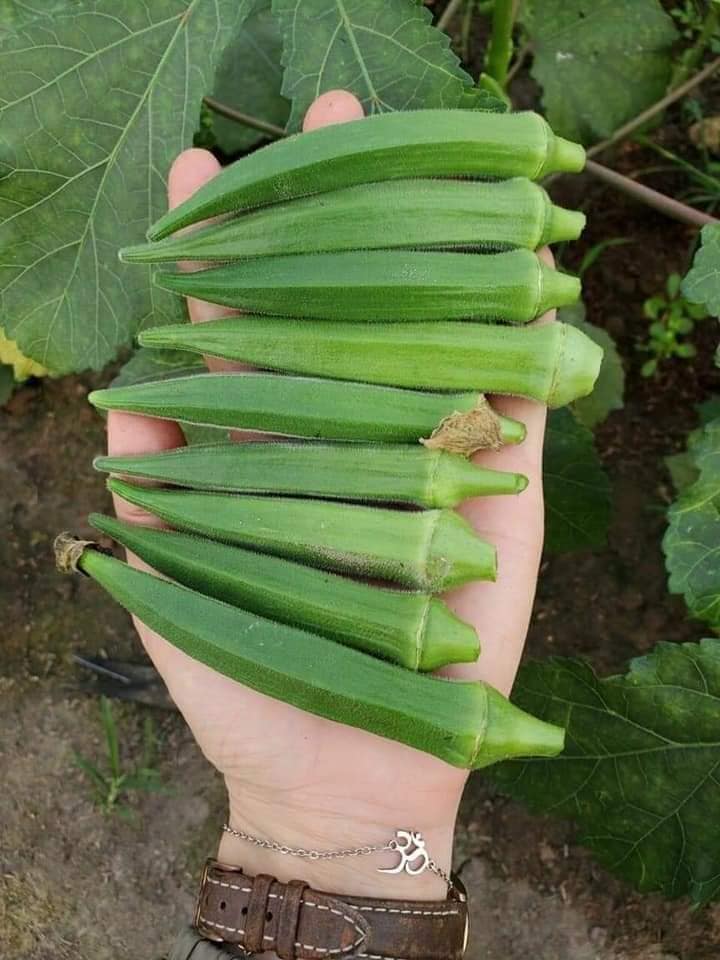 GÓI 20 HẠT GIỐNG ĐẬU BẮP LÙN