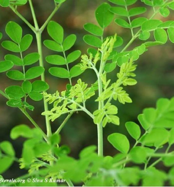 Hạt giống cây chùm ngây-gói 20 hạt