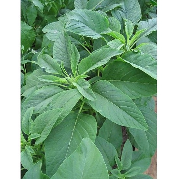 Rau dền xanh lá nhọn Rd 14 (20g)