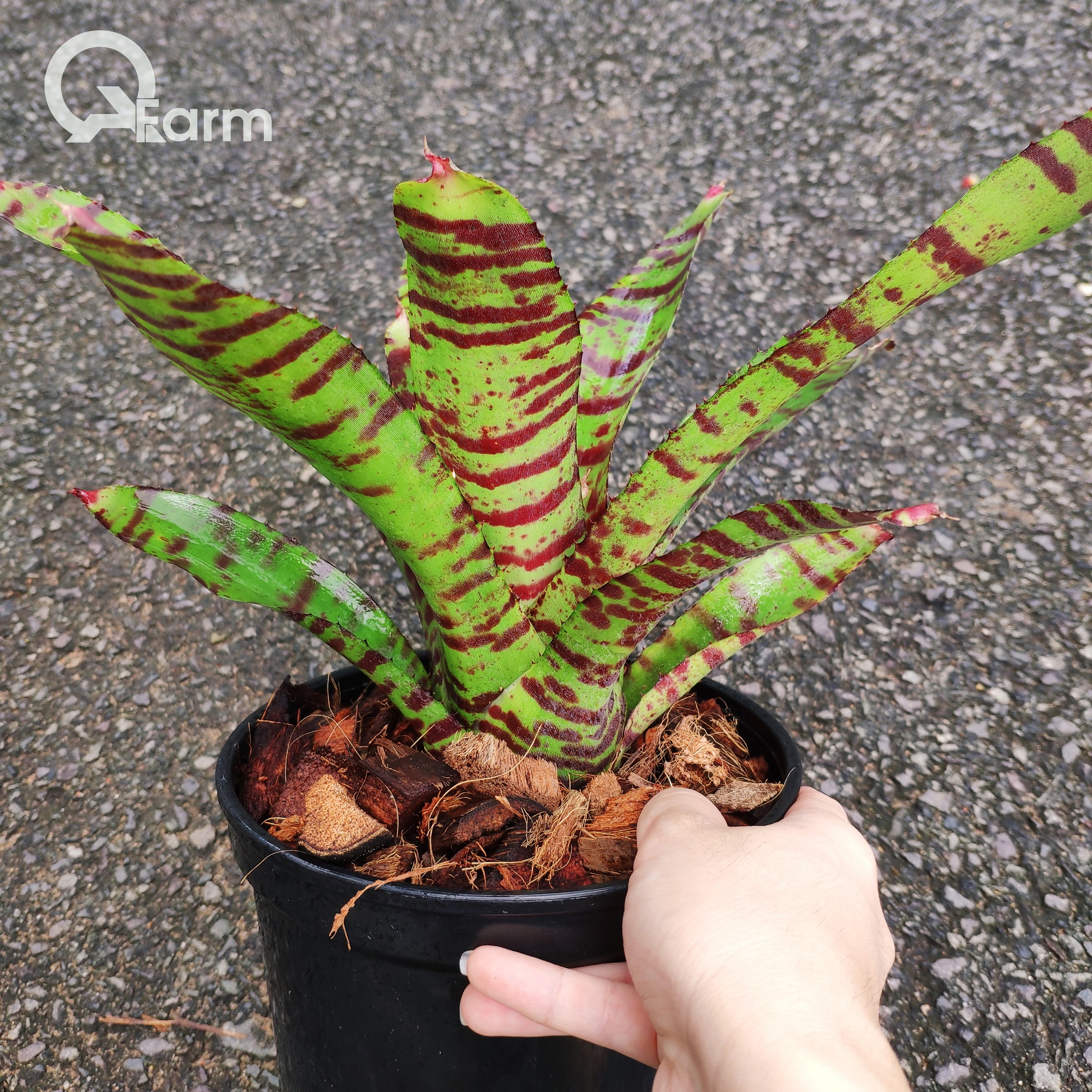 Dứa màu Nam Mỹ Neoregelia High Voltage