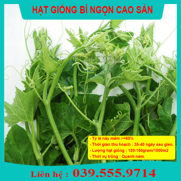 Hạt giống bí siêu ngọn- gói 20gam nhanh thu hoạch có thể trồng trong chậu
