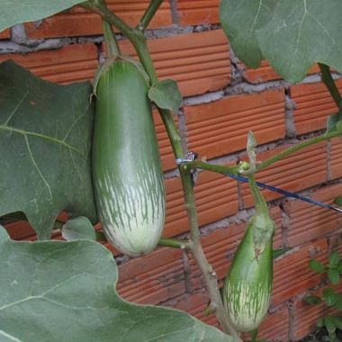 0.5GRAM HẠT GIỐNG CÀ PHỔI SỌC LEM