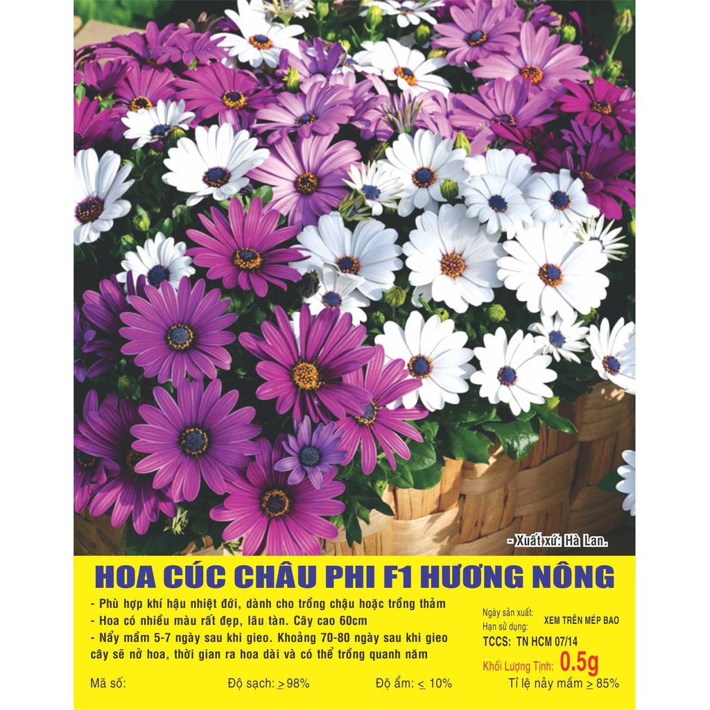 HẠT GIỐNG HOA CÚC CHÂU PHI F1 - GÓI 0,5 GRAM