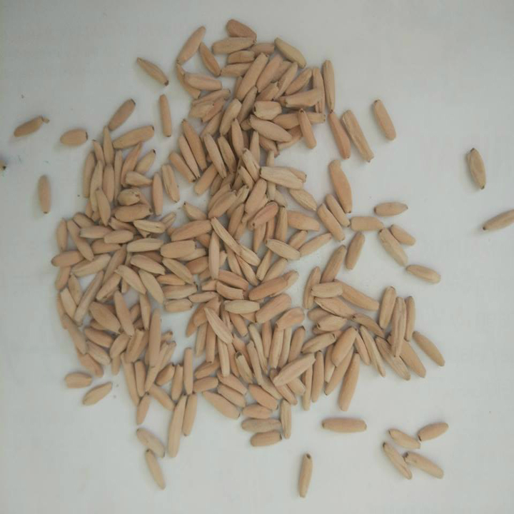 [HCM]Hạt giống sứ kim Tự Tháp (gói 5 hạt tặng 3 hạt)