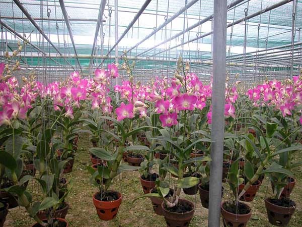 CÂY Lan denro hoa siêu đẹp giá siêu rẻ