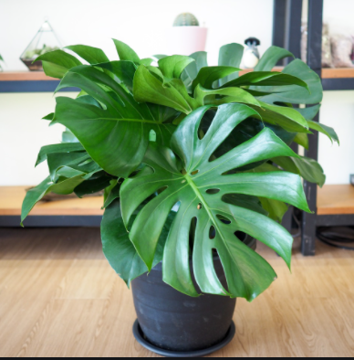 Cây giống trầu bà Nam Mỹ lá xẻ Monstera Deliciosa - cây phong thủy nội thất sân vườn