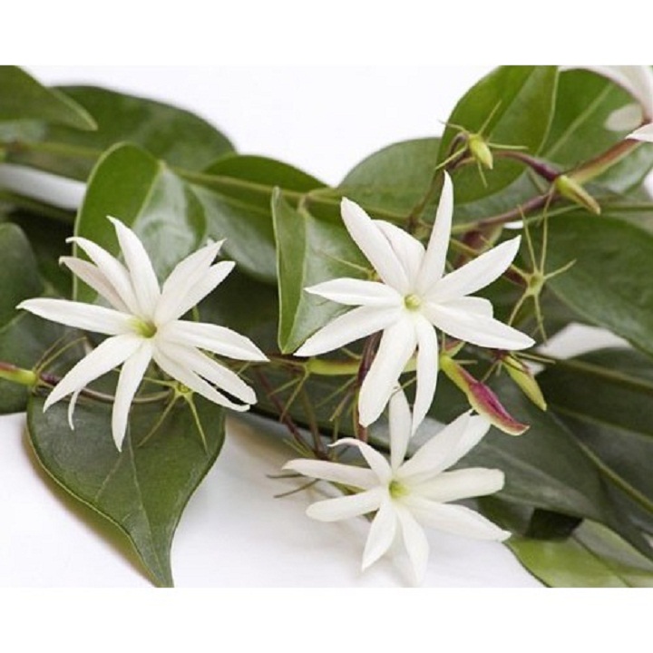 CHẬU CÂY GIỐNG CÂY CHÈ VẰNG LÁ SẺ-CAM KẾT CHUẨN GIỐNG CHUẨN