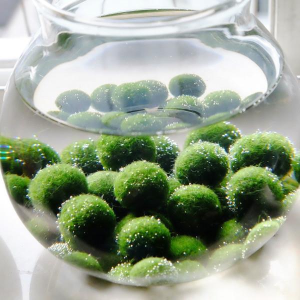 Combo 2 bé tảo cầu Marimo may mắn