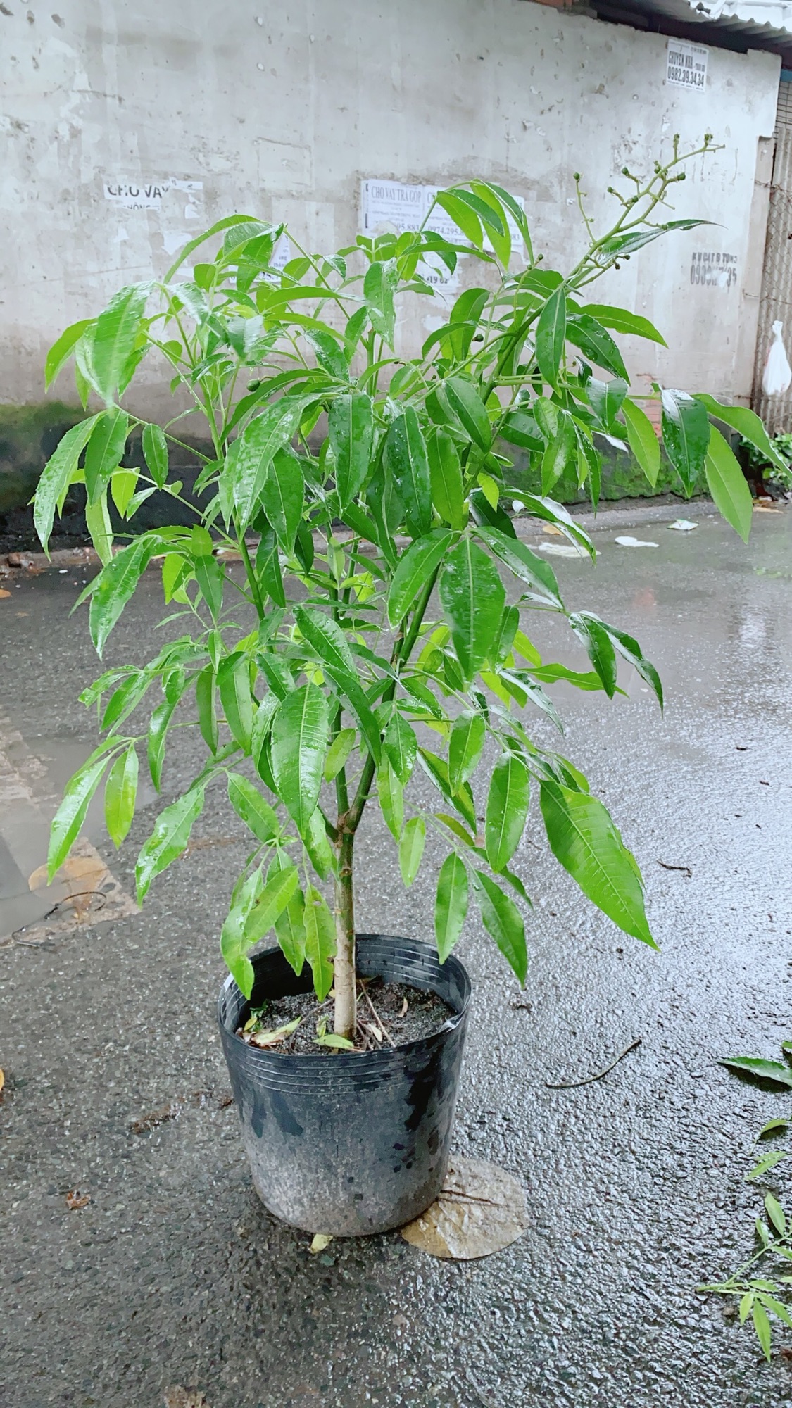 Cây Cóc Cho Sai Trái