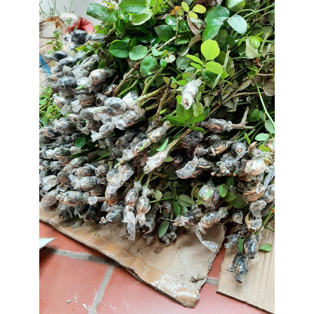 Cành Chiết Hồng Ngoại Nhung Den (Cành Chiết Hoa Hồng)