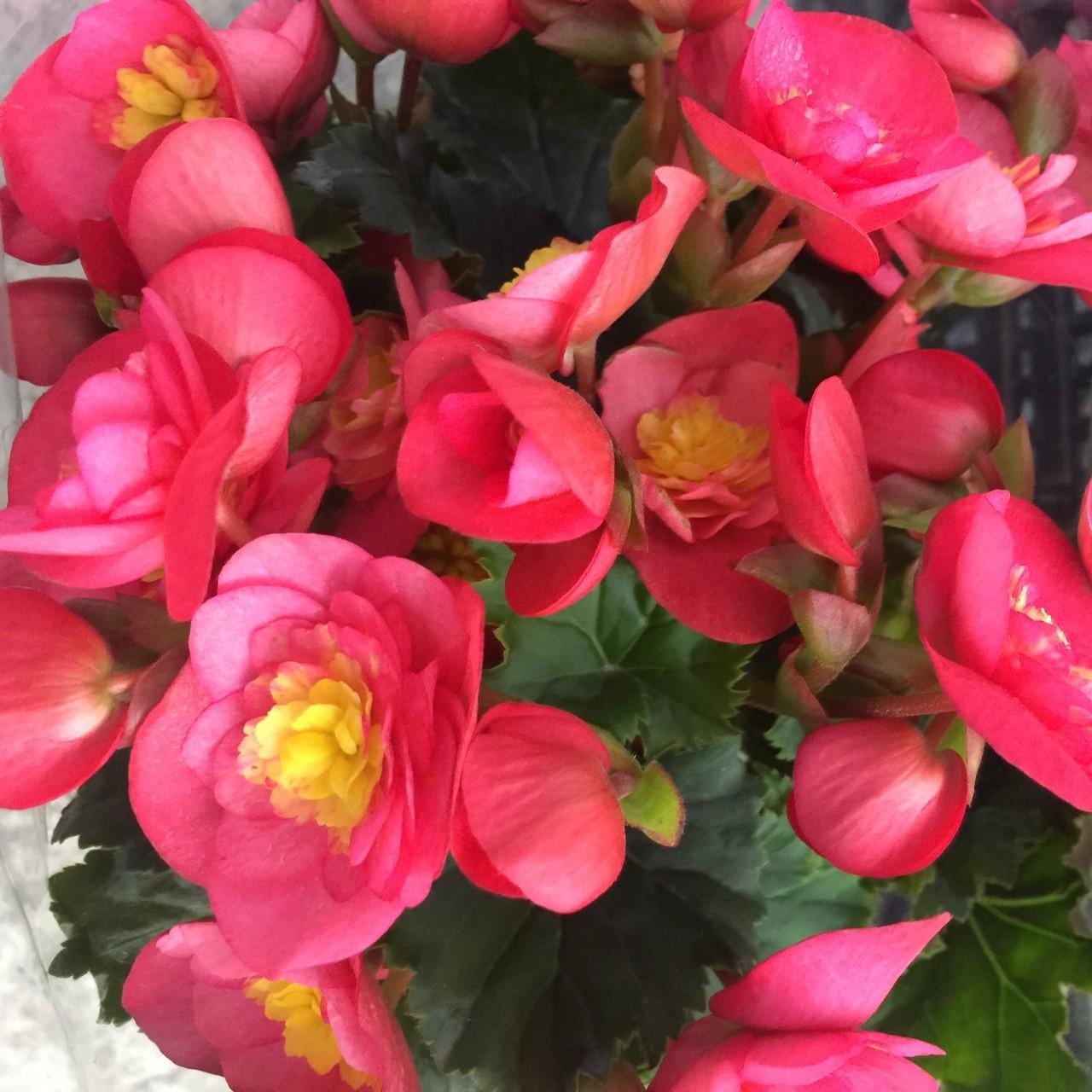 Hoa Thu Hải Đường - Cây Cảnh