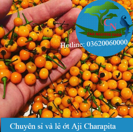hạt gióng ớt (ớt charapita)