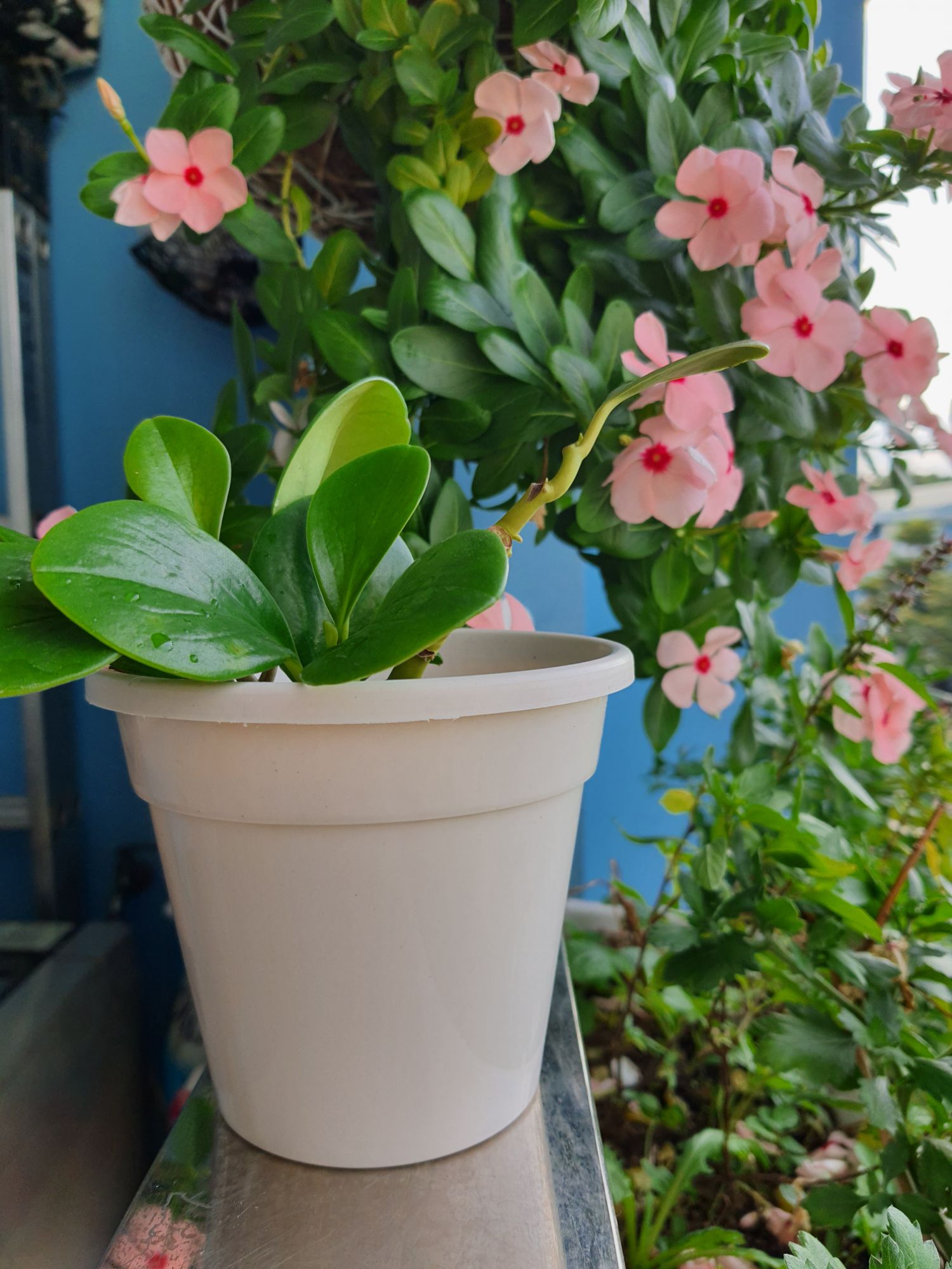 bán sỉ combo 10 chậu trồng cây 12x11cm