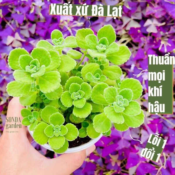 Sen đá nhất mạt hương size trung bình siêu khỏe đẹp lỗi 1 đổi 1