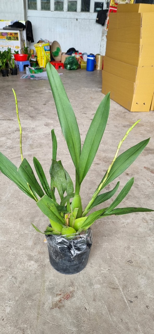 HOA LAN VŨ NỮ CAM LỬA