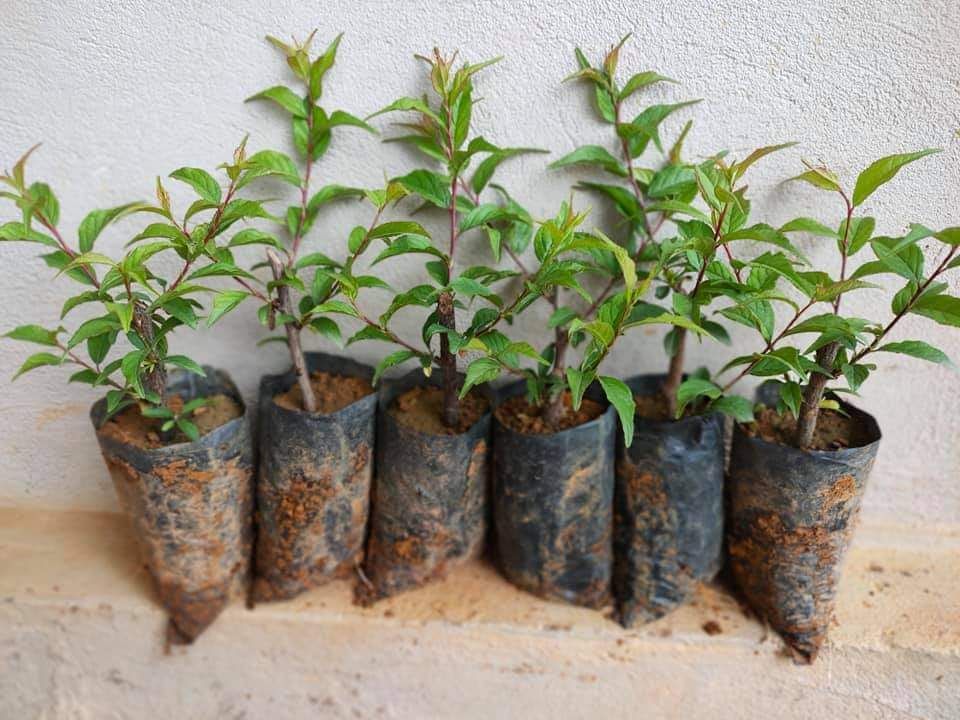 cây giống nhất chi mai (hoa chơi tết đẹp) (có tem chuẩn giống)