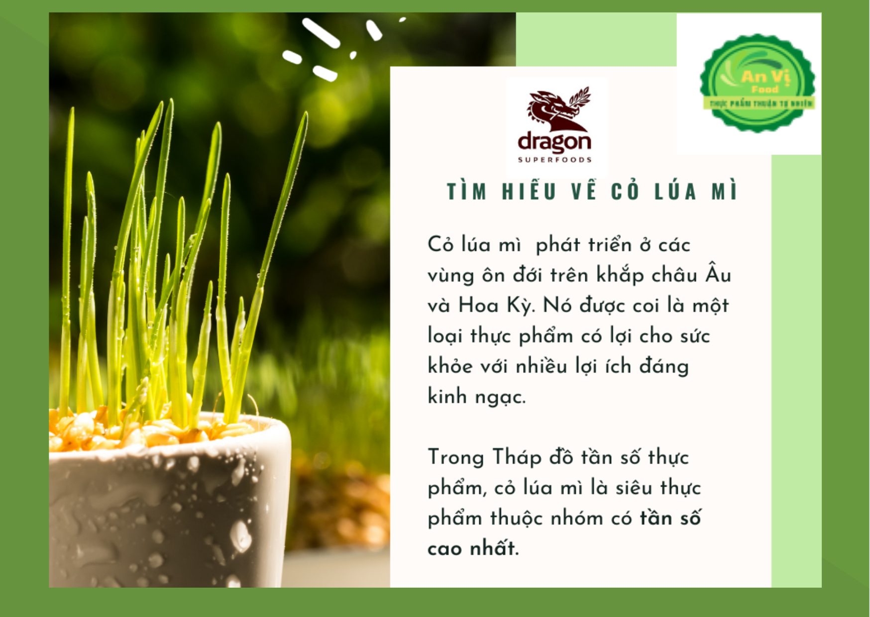 Bột cỏ lúa mì hữu cơ
