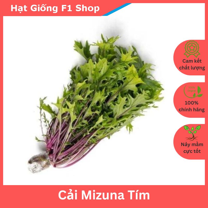 Hạt Giống Cải Mizuna Tím Nhật Bản
