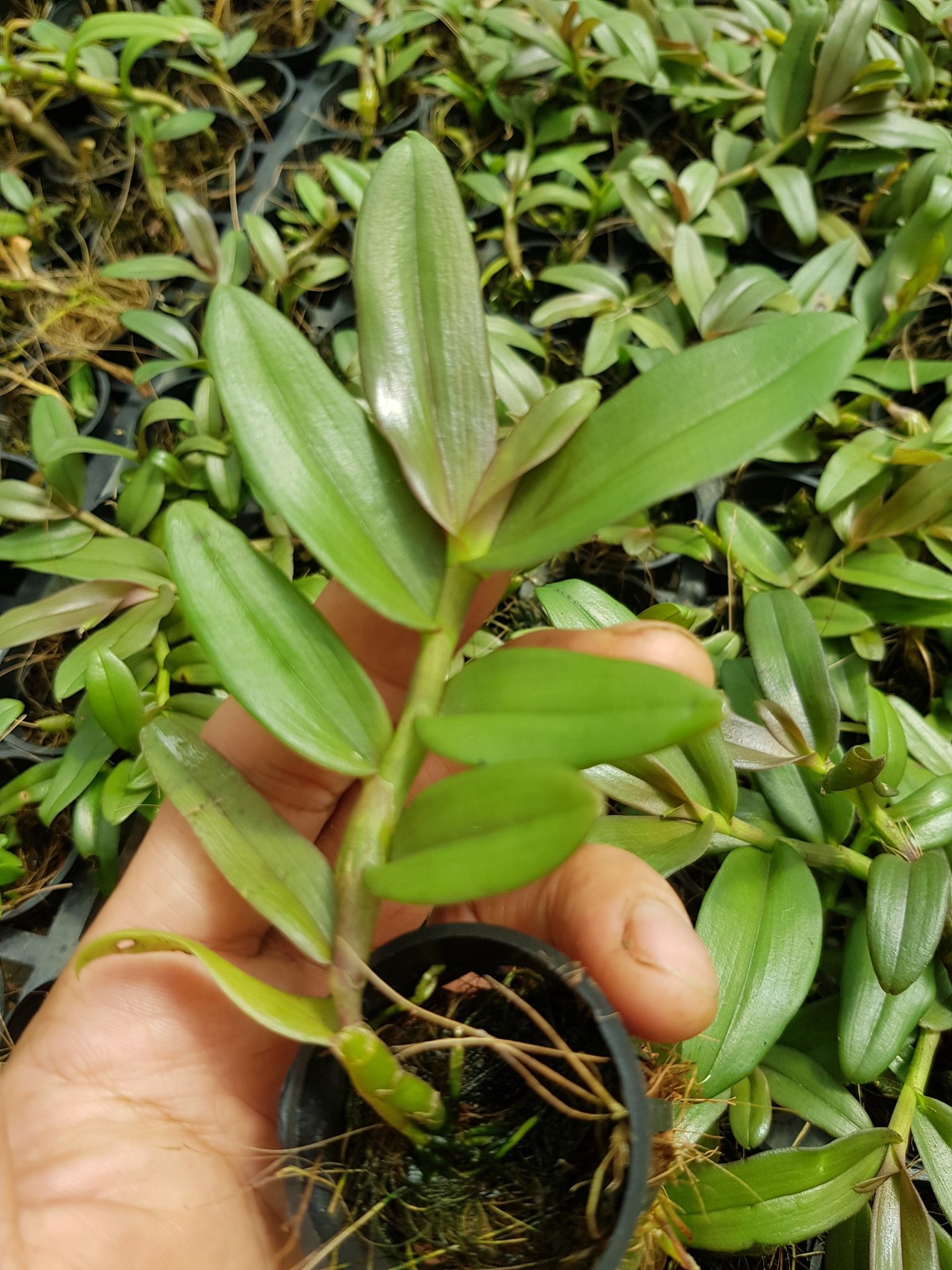 [Siêu Sale] phi điệp mắt đỏ hòa bình