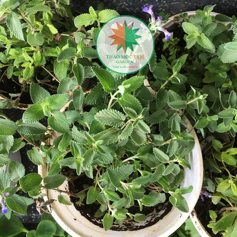 Cây Cỏ Bạc Hà Mèo (Cỏ mèo Catnip)