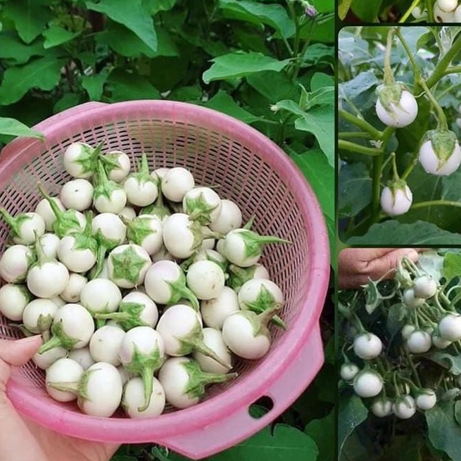 White Ca Phao Seeds - 1 Pack of 0.5 Grams