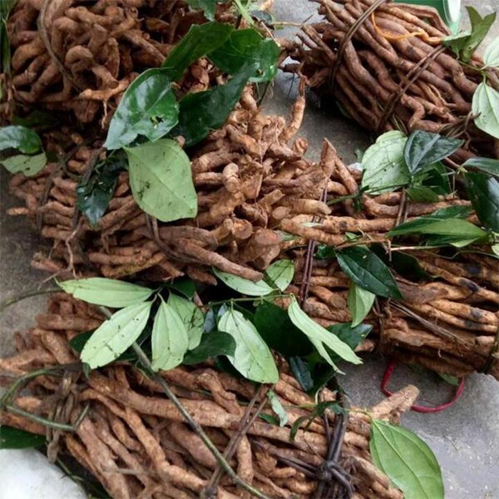 sâm xuyên đá